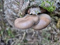 느타리버섯 산행 ..