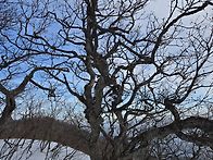 백두대간 6기(북진) 제 3..