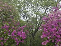 제411회차 천안토요산악회..