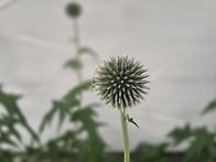 돌로미티 야생화...