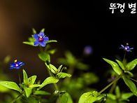 뚜껑별