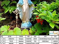 11 월 27일 성인 축일 축..