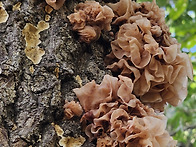 참나무에서기생하는버섯