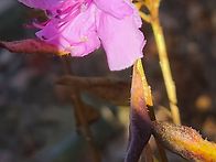 담금용 진삼 더덕산행