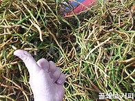 2026년 골쇄보(넉줄고사리..