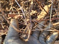 담금용 더덕 산행