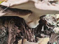 영지버섯 잔나비불로초 산..