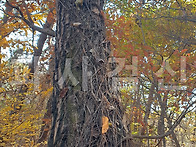 2025년 송담 채취 산행 E..