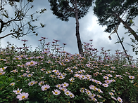 산청 동의보감촌 구절초 ..