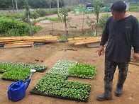 공동체텃밭