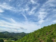 금북정맥8 17일(토)