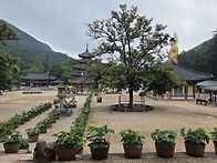 법주사 저녁예불참석