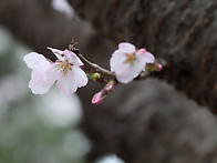 청주 벚꽃.(2026)