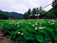 법주사 연꽃