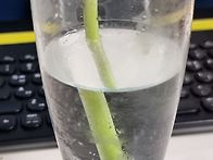 마늘쫑