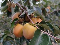 맛있는 대봉감 판매