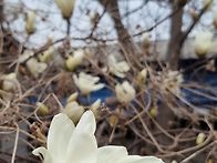 목련꽃 그늘에서의 사색