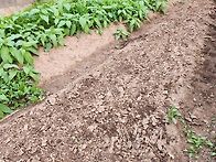 김매기