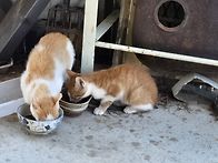 야옹이..