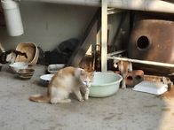 도망 가족.
