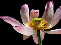 사리사 연꽃