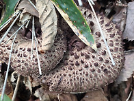 능이버섯 12키로 대박친 ..