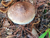 오늘은 경북권 송이산행 ..