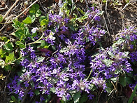 금창초(金瘡草)