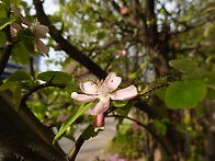 모과나무 - 목과木果