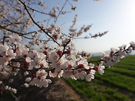 살구나무, 산복사나무 - ..