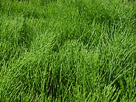 쇠뜨기 - 문형問荊