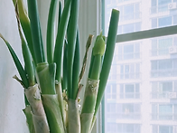 수경으로 채소, 파 기르니..