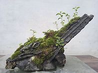 명인의 분경석부작