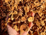 약성이좋은 자연산 돼지감..