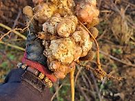 약성이좋은 구수한 돼지감..