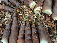 통통한 햇생죽순 10kg-3..