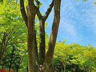 5/9(금) 인천대공원