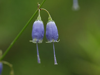 10/1(화)꽃다발 순수 엮어..