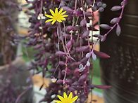 2026.02.21.경주 보문애정..