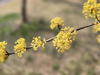 2026.03.26. 구례 산수유..