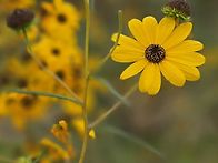 2025.10.19. 울산국가정원..