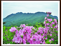 ▣ 산청/합천:- 황매산 제..