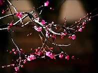 ▣ 광양:-봄마중!~백운산~..