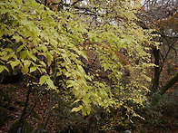 ▣지리산:- 대소골-심마니..