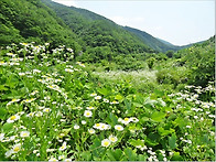 ▣ 여름특집:- 대서천"백..