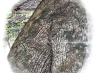 ▣ [신비의섬]= ..