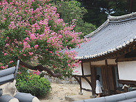 논산 '' 종학당의 ,,여름..