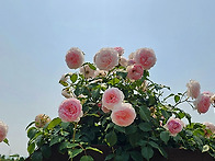 장미