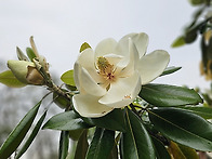 태산목
