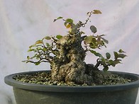 2025년 12월 드림..